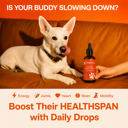 The Science-Backed Daily Formula to Support Your Dog’s Health & Vitality