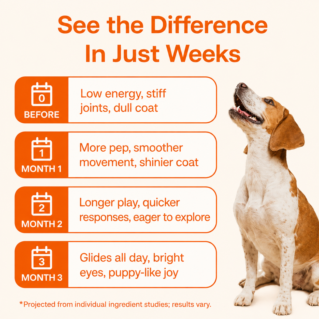 The Science-Backed Daily Formula to Support Your Dog’s Health & Vitality