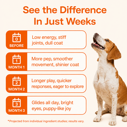 The Science-Backed Daily Formula to Support Your Dog’s Health & Vitality