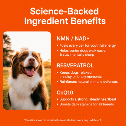 The Science-Backed Daily Formula to Support Your Dog’s Health & Vitality